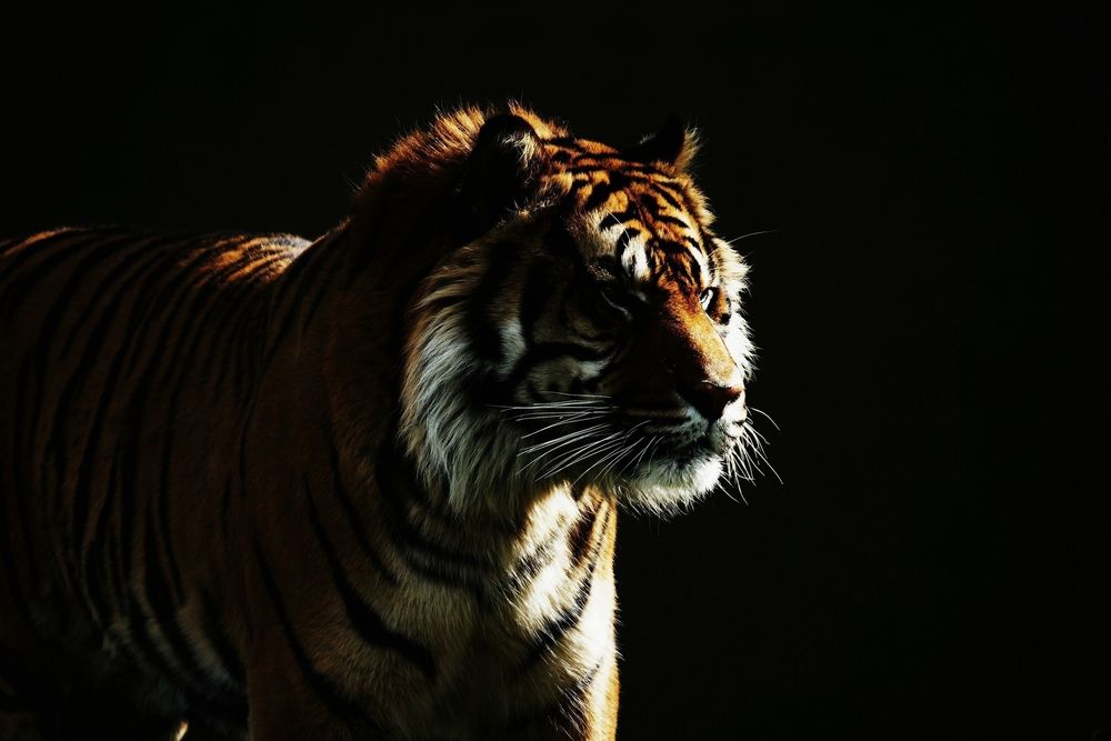 Черный тигр Изображения – скачать бесплатно на Freepik