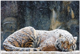Обои для рабочего стола Тигр крепко спит запорошенный снегом
