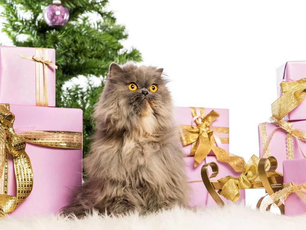 Обои для рабочего стола Персидский кот сидит спиной к елке и подаркам