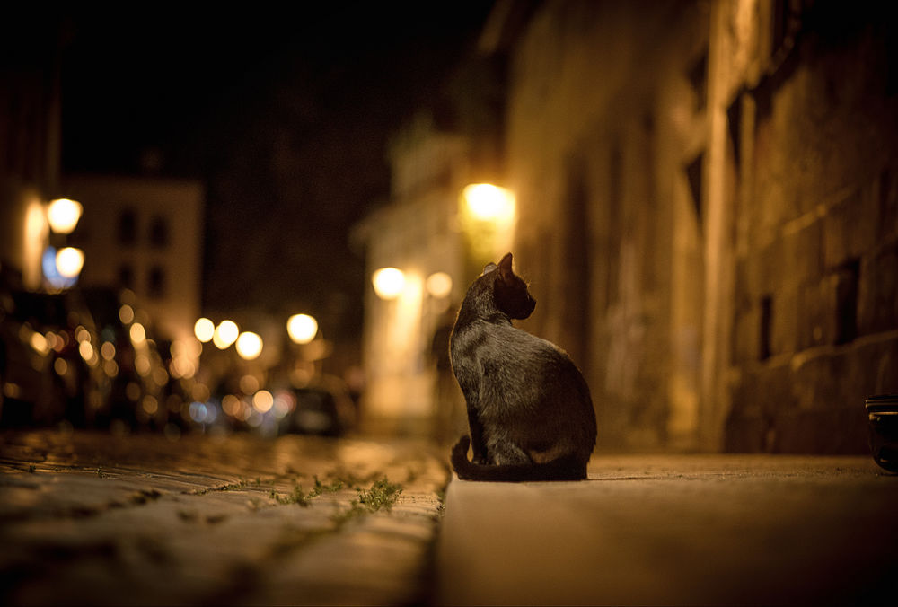 Обои для рабочего стола Кошка сидит на фоне ночной улицы