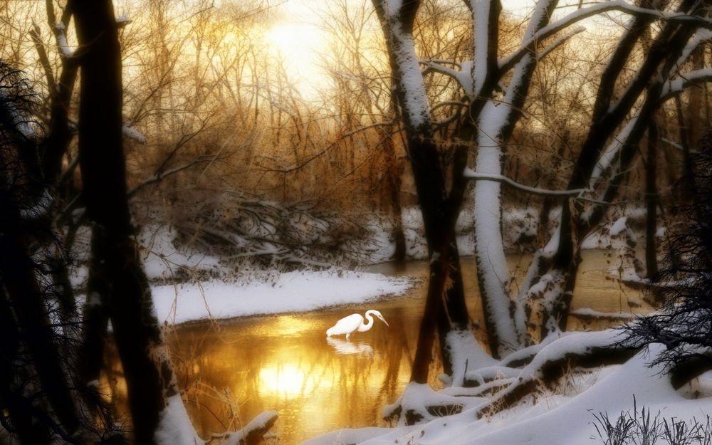 Обои для рабочего стола Белая цапля, стоящая в воде лесного водоема, освещенного золотистыми лучами восходящего, утреннего солнца, берега, с растущими на них деревьями, покрыты снегом