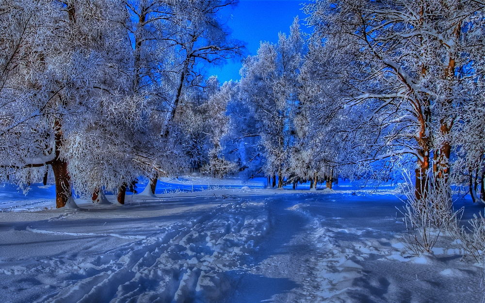 Обои для рабочего стола Протоптанная в снегу пешеходная дорожка, проходящая в лесной роще на фоне яркого, голубого, безоблачного неба