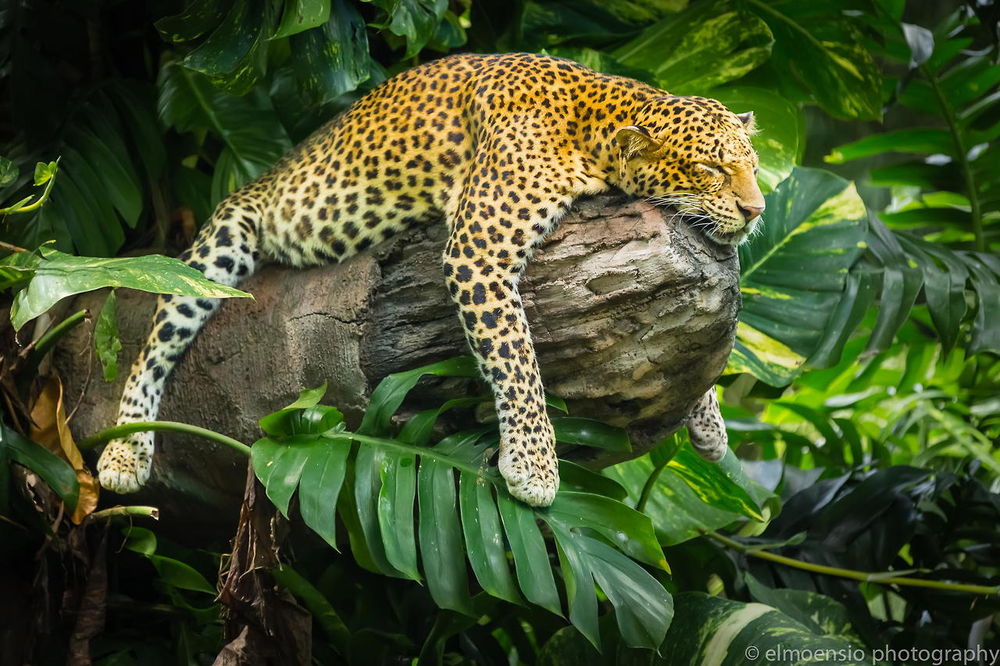 Обои для рабочего стола Леопард спит на дереве, фотограф Elmoensio