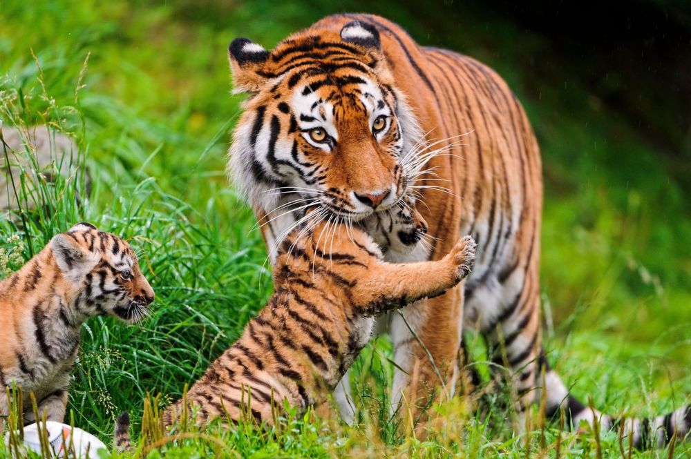 Обои для рабочего стола Тигрица с тигрятами на зеленой траве