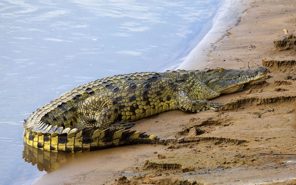 Обои для рабочего стола Крокодил лежит на песчаном берегу реки