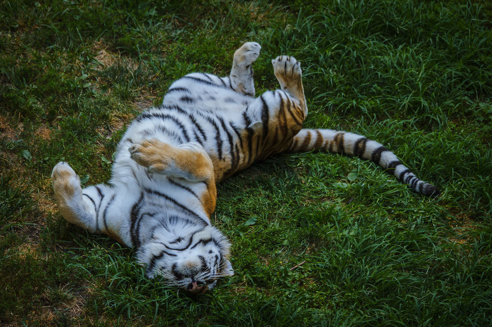 Обои для рабочего стола Тигр лежит на траве