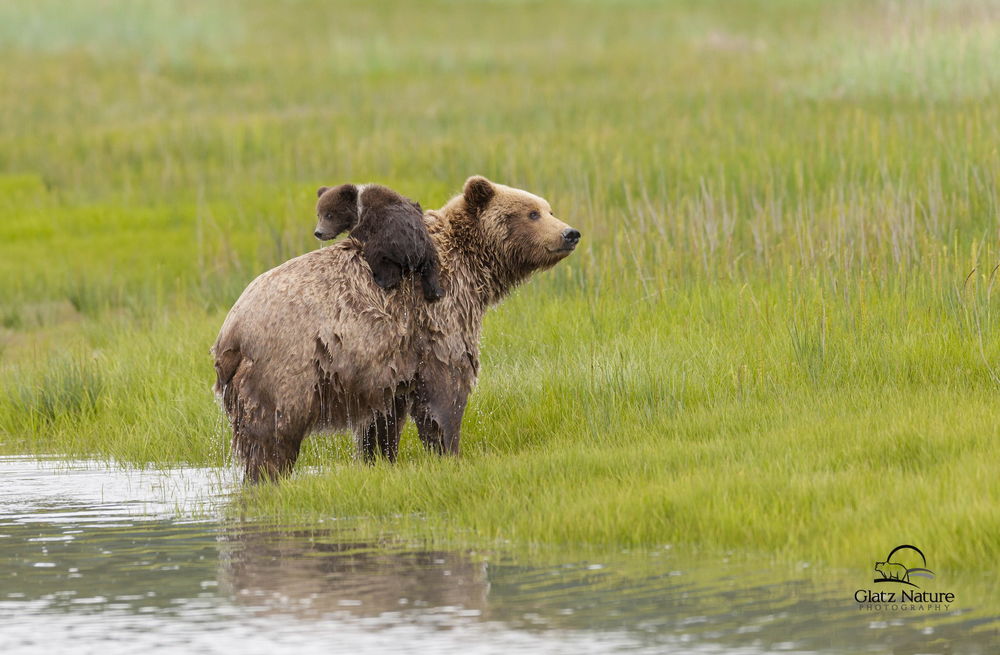 Обои для рабочего стола С медведицы, вышедшей из водоема с медвежонком на спине, стекает вода