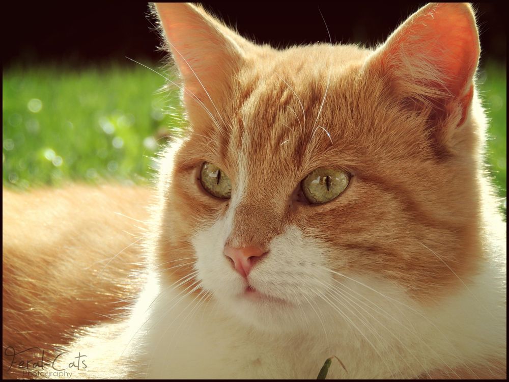 Обои для рабочего стола Рыжий кот крупным планом, автор Feral-Cats