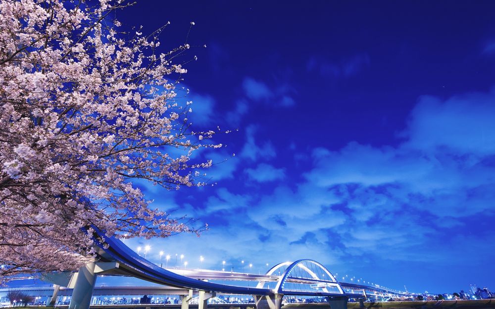 Обои для рабочего стола Цветущая весной сакура, стоящая возле красивого, автомобильного моста на острове Хоккайдо, Япония / Hokkaido, Japan, на фоне синего неба с белыми облаками