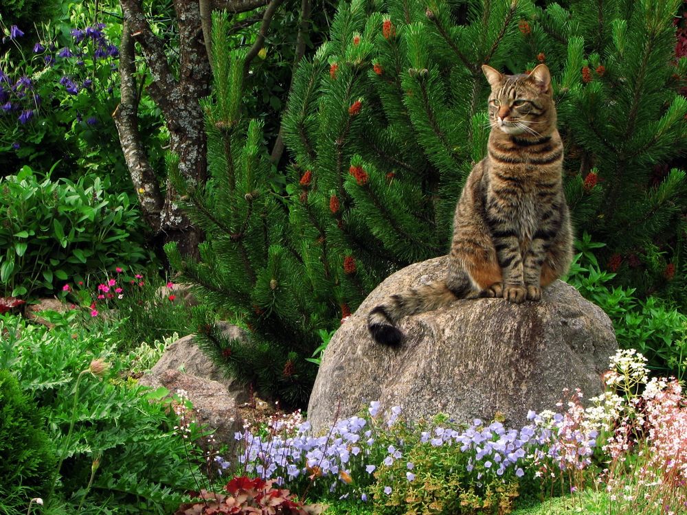 Обои для рабочего стола Полосатый кот сидит на камне вокруг которого растут цветы и еловые деревца