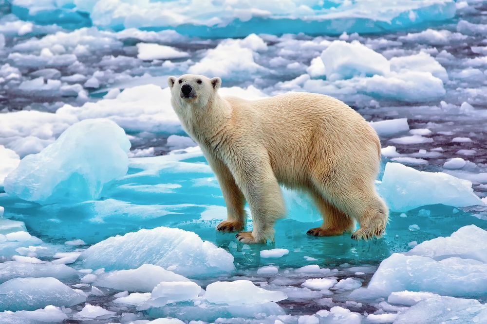 Обои для рабочего стола Белый медведь стоит на льдине