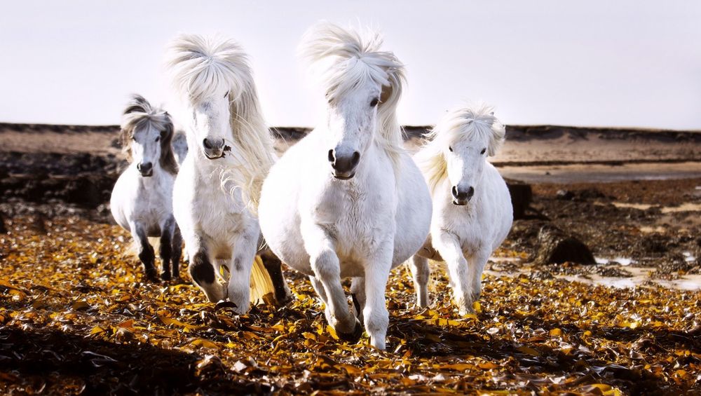 Обои для рабочего стола Четыре белых Исландских коня, фотограф Артур Самуель Моул / Arthur Samuel Mole