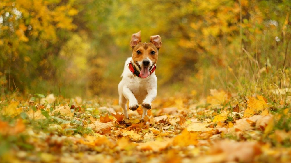 Обои для рабочего стола Собака породы джек рассел терьер / Jack Russell Terrier бежит по дороге в осенних листьях