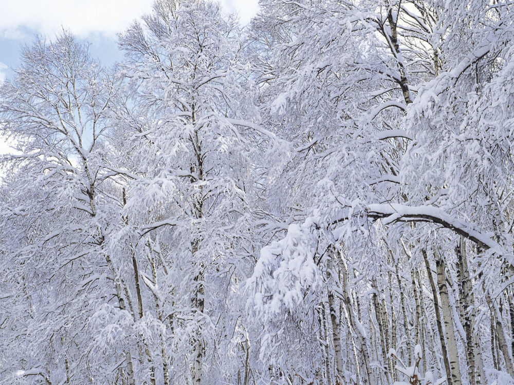 Обои для рабочего стола Ветви деревьев покрытые снегом