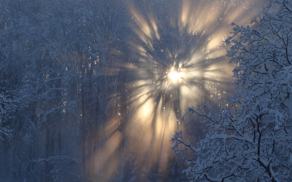 Обои для рабочего стола Яркие солнечные лучи пробиваются в густо усыпанный снегом лес