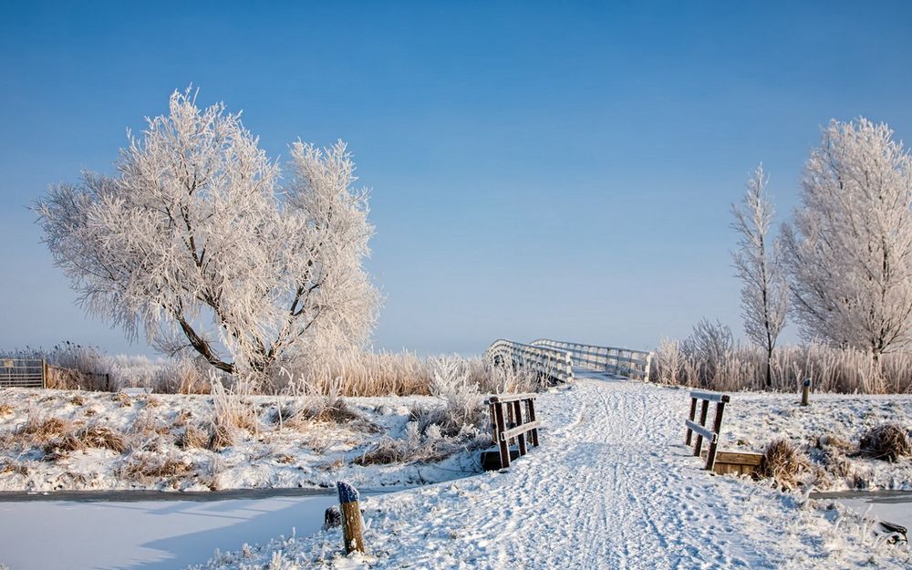 Обои для рабочего стола Дорога усыпанная снегом ведущая к мосту рядом с высокими деревьями покрытыми инеем на фоне голубого неба