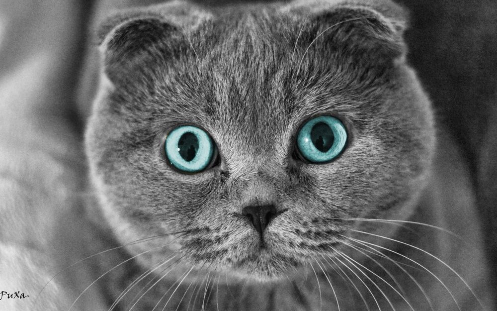 Кот британец прямоухий серый (205 фото)