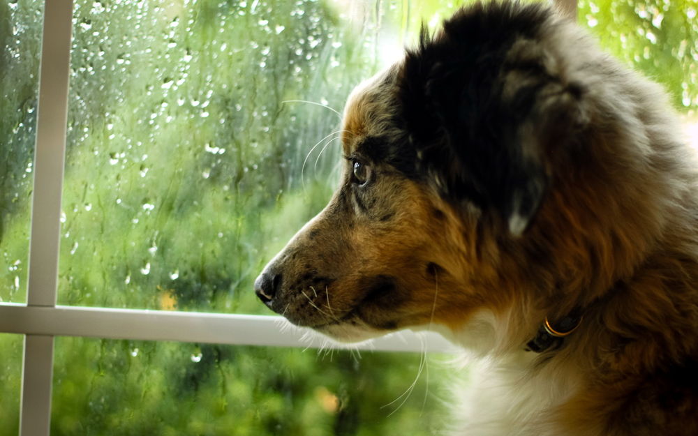 Обои для рабочего стола Собака смотрит в окно, за которым идет дождь