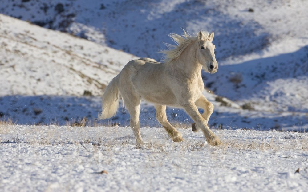 Обои для рабочего стола Белая лошадь скачет по снегу