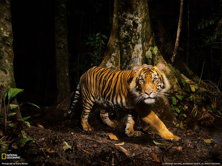 Обои на рабочий стол Тигр в ночном лесу, фото природы от National Geographic