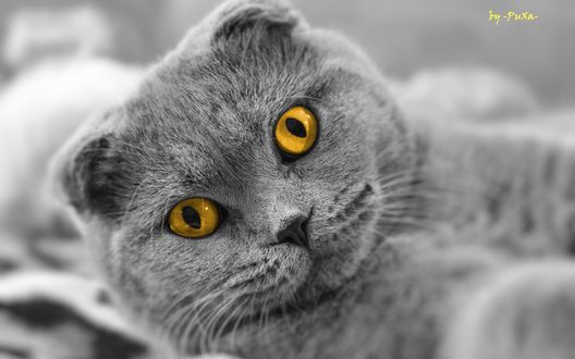 Обои на рабочий стол Шотландский вислоухий кот с ярко желтыми глазами