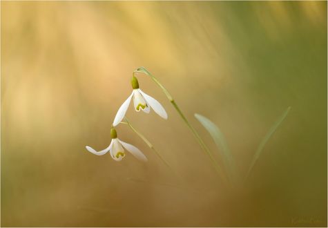 Обои на рабочий стол Нежные подснежники, фотограф Gabriele Werthschitzky