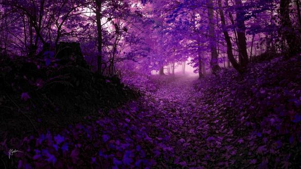 Обои на рабочий стол Дорога в фиолетовом тумане в лесу, фотограф janek sedlar