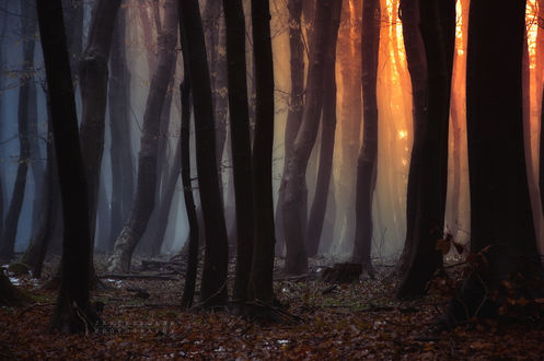 Обои на рабочий стол Влажный после дождя лес в тумане, фотограф janek sedlar