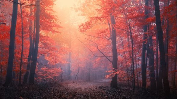 Обои на рабочий стол Дорога в багряном осеннем лесу в тумане, фотограф janek sedlar