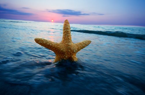 Обои на рабочий стол Морская звезда в море на фоне закатного солнца