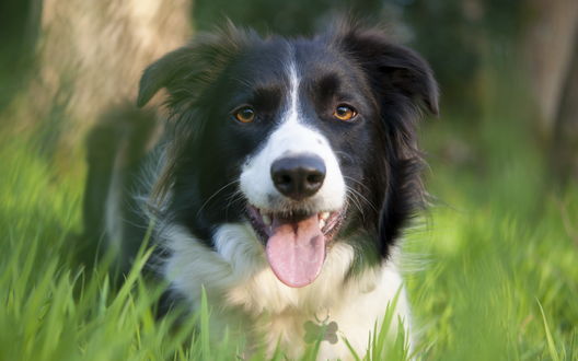 Обои на рабочий стол Собака лежит в траве