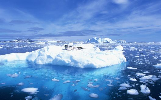 Обои на рабочий стол Морской котик, лежащий на снежной льдине в море на фоне голубого неба