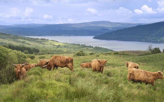 Обои на рабочий стол Коровы пасутся на высокогорье Шотландии / Scotland