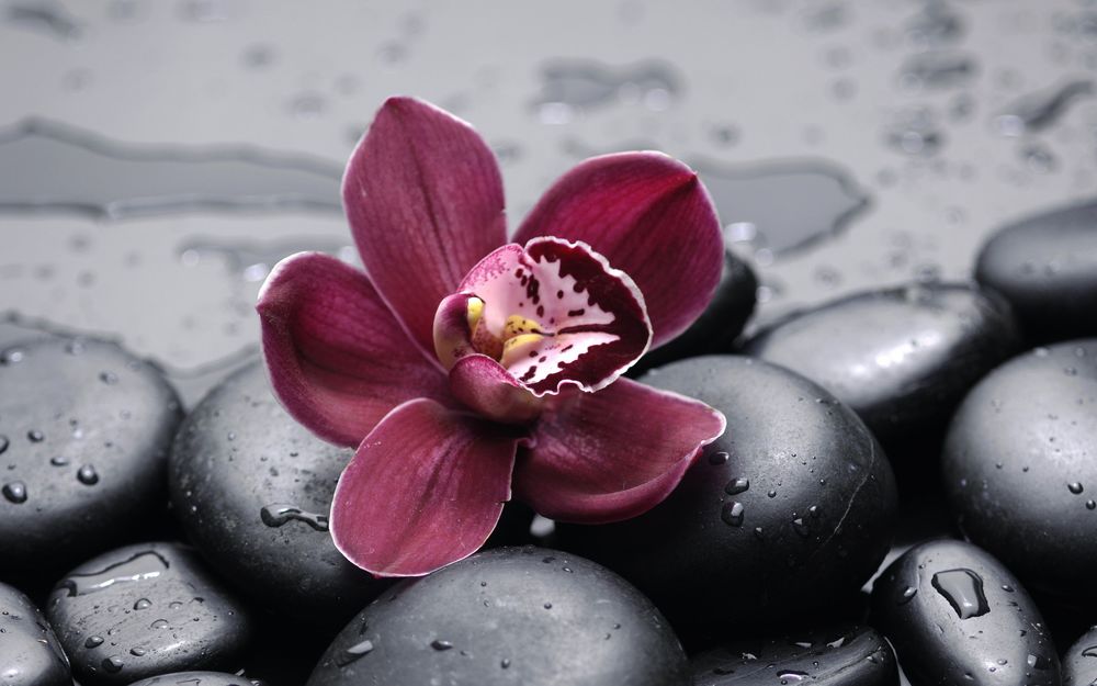 Обои для рабочего стола Цветок розовой орхидеи на камнях