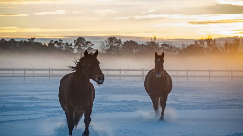 Обои для рабочего стола Два гнедых коня бегут по снегу в загоне