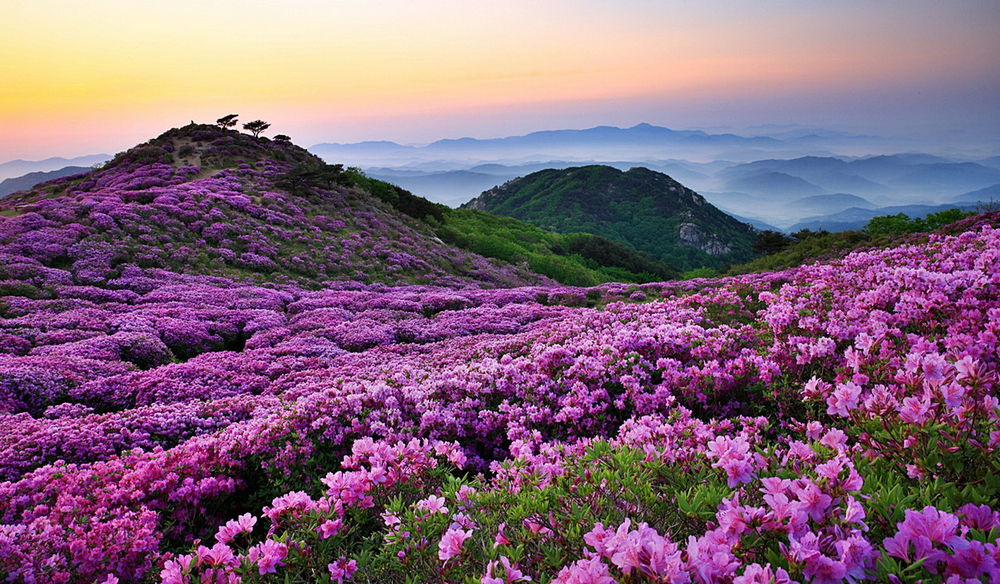 Обои для рабочего стола Цветущая весной красивыми розовыми цветами горная лощина на фоне заката
