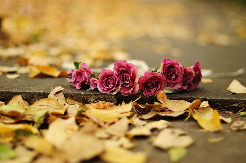 Обои для рабочего стола Девять розовых роз лежат на земле среди желтых осенних листьев