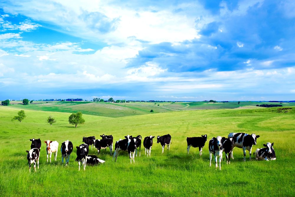 Картинки по запросу коровы на зеленом лугу