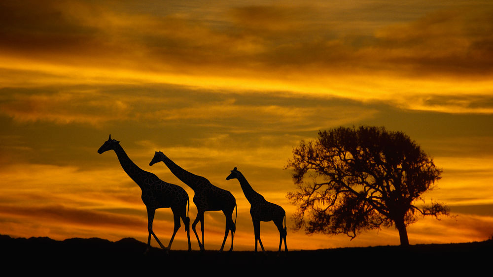 Обои для рабочего стола Три жирафа бредут по саванне на закате