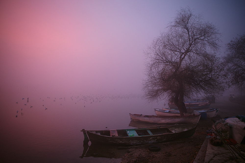 Обои для рабочего стола Деревянные лодки, стоящие возле дерева на берегу озера на фоне рассвета на небе, покрытом туманной мглой и плавающими в воде птицами