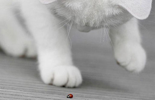 Обои на рабочий стол Белая кошка играет с божьей коровкой