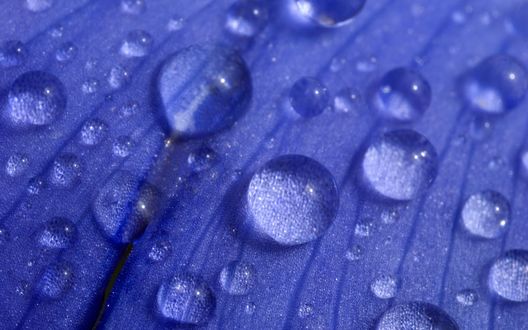 Обои на рабочий стол Капли воды на синих лепестках цветка