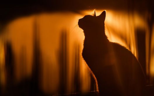 Обои на рабочий стол Силуэт кошки на размытом фоне, фотограф Seiji Mamiya