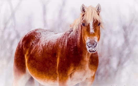 Обои на рабочий стол Лошадь, покрытая снегом