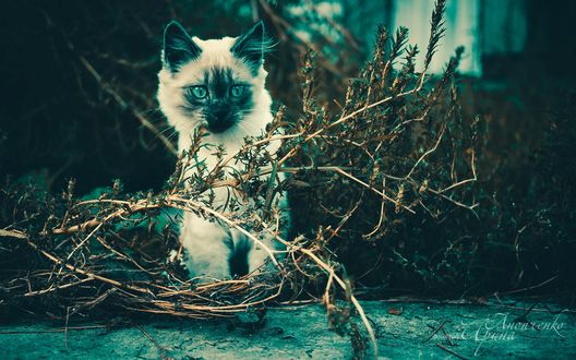 Обои на рабочий стол Котенок любопытно смотрит куда-то, фотограф Анопченко Ирина
