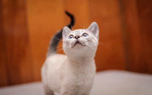 Обои на рабочий стол Любопытный котенок смотрит вверх