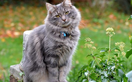 Фотографии кошек