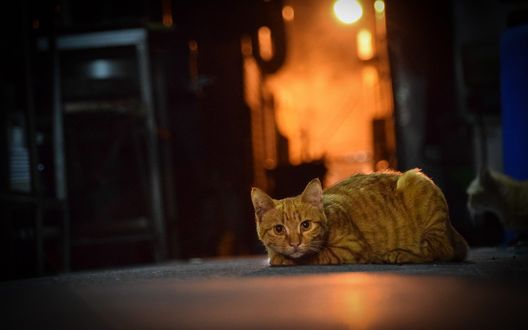 Обои на рабочий стол Рыжий кот любопытно смотрит в обьектив