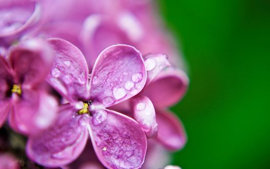 Обои на рабочий стол Цветки сирени в капельках воды крупным планом