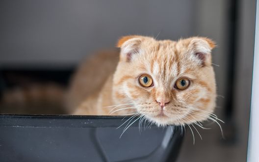 Обои на рабочий стол Рыжий кот смотрит прямо на нас